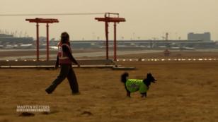 Border Collies am Flughafen von Johannesburg Border Collies am Flughafen von Johannesburg
