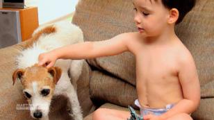 Jack Russell Terrier Bingo soll Cole das Leben retten Jack Russell Terrier Bingo soll Cole das Leben retten