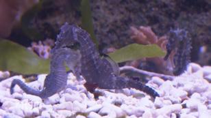 Haltung im Aquarium Haltung im Aquarium