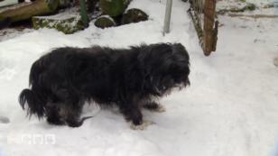 Ein Wachhund ist gefunden Ein Wachhund ist gefunden