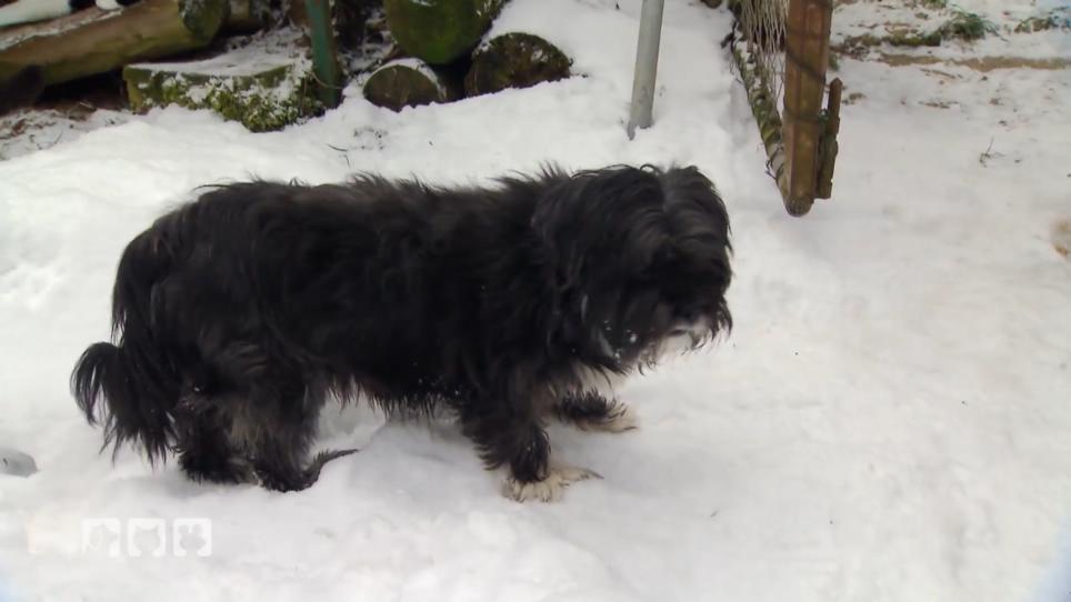 Ein Wachhund ist gefunden Ein Wachhund ist gefunden