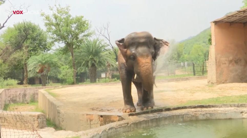 Elefant Kavaan darf umziehen Elefant Kavaan darf umziehen