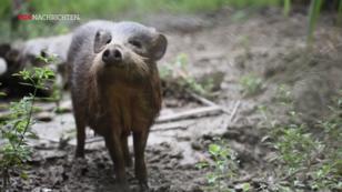 Lockdown für Zwergwildschweine Lockdown für Zwergwildschweine