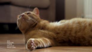 Räubert Kater Trio die Mülltüten am Straßenrand? Räubert Kater Trio die Mülltüten am Straßenrand?