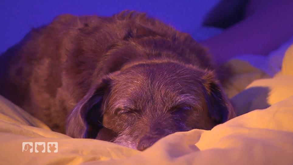Wie schlafen Tiere? Wie schlafen Tiere?