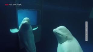 Happy End für 2 Beluga-Wale Happy End für 2 Beluga-Wale