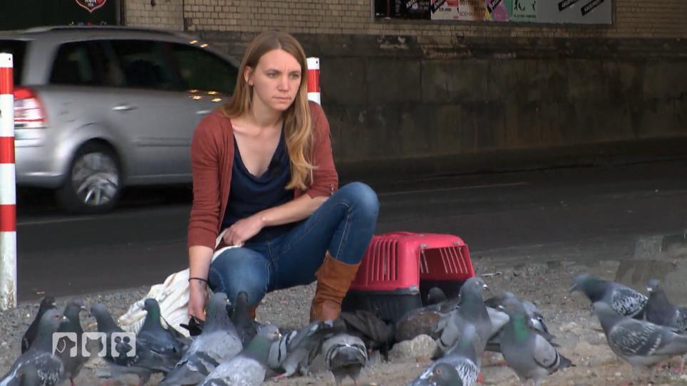 Stadttauben kämpfen täglich ums Überleben Stadttauben kämpfen täglich ums Überleben