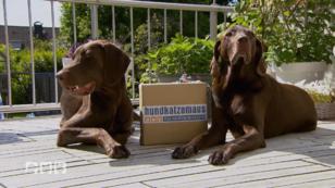 Die verrücktesten Hunde-Gadgets Die verrücktesten Hunde-Gadgets