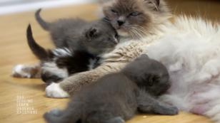 Wieso Katzengeschwister so wichtig füreinander sind Wieso Katzengeschwister so wichtig füreinander sind