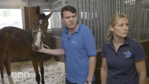 Stephen und Larisa Dammer geben alles für die Pferde Stephen und Larisa Dammer geben alles für die Pferde