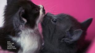 Pandoras Kitten entwickeln sich großartig Pandoras Kitten entwickeln sich großartig