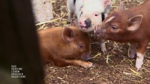 Die Ferkel von Mini-Sau Q sind 8 Wochen alt Die Ferkel von Mini-Sau Q sind 8 Wochen alt