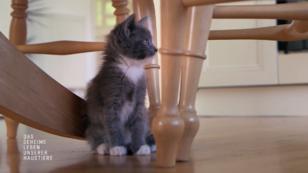 Pandoras Kitten kommen in ein neues Zuhause Pandoras Kitten kommen in ein neues Zuhause