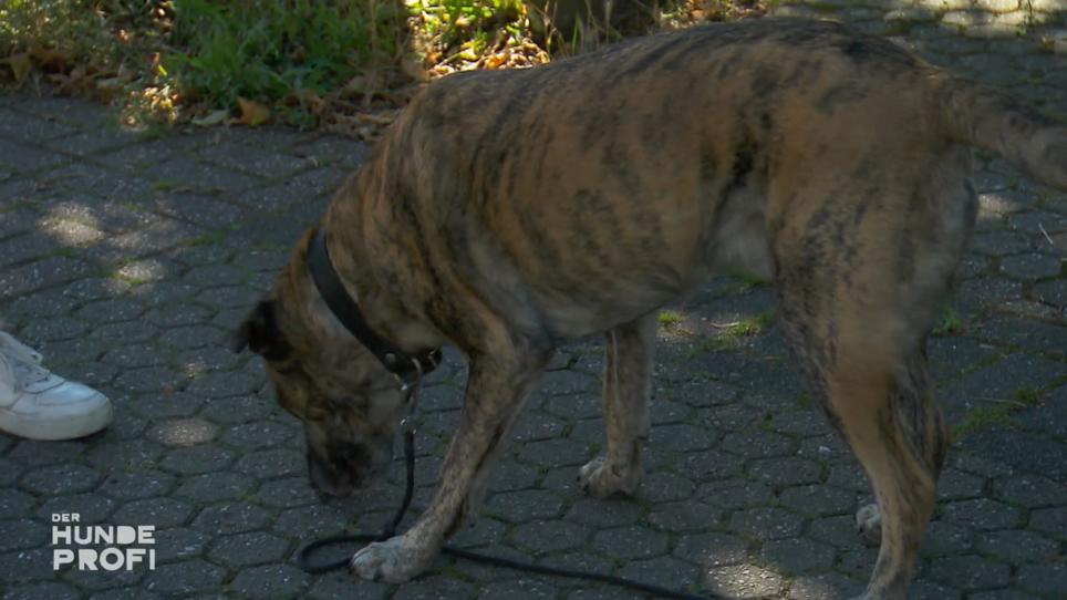 Hector zeigte Jagdinstinkt und aggressives Verhalten Hector zeigte Jagdinstinkt und aggressives Verhalten