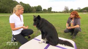 Auch ältere Hunde brauchen Bewegung Auch ältere Hunde brauchen Bewegung