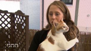 Ein Schmusekater rastet plötzlich aus Ein Schmusekater rastet plötzlich aus
