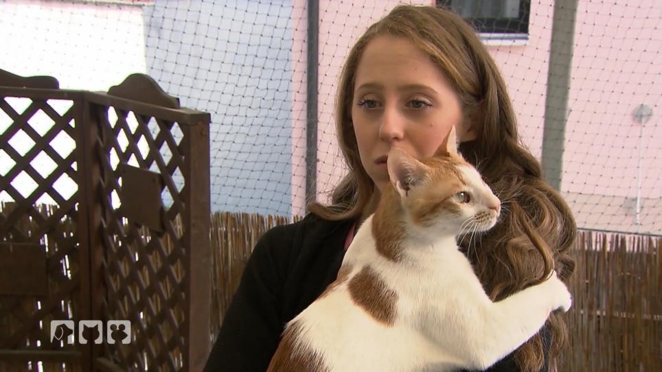 Ein Schmusekater rastet plötzlich aus Ein Schmusekater rastet plötzlich aus
