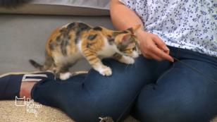 Hamlet lernt die Straßenkatzen Poppy und Daisy kennen Hamlet lernt die Straßenkatzen Poppy und Daisy kennen