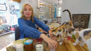 Welche Katzen stören am Essenstisch? Welche Katzen stören am Essenstisch?