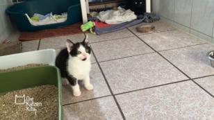 Angstkatze Cora wurde in einem Blumentopf geboren Angstkatze Cora wurde in einem Blumentopf geboren