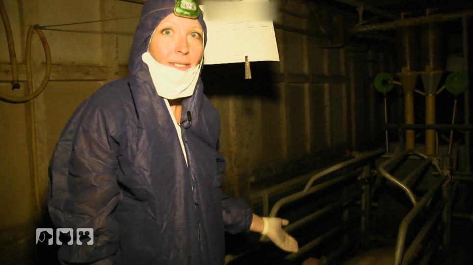 Judith Pein deckt Schweinemast-Zustände auf Judith Pein deckt Schweinemast-Zustände auf