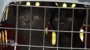 Zwei weitere Gäste aus dem Animal-Hoarding-Haus Zwei weitere Gäste aus dem Animal-Hoarding-Haus