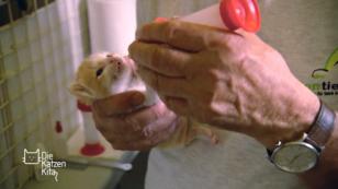Zu Besuch in der Babykatzenstation Zu Besuch in der Babykatzenstation