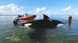 Orca-Rettungsaktion in Neuseeland Orca-Rettungsaktion in Neuseeland