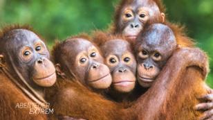 Palmölanbau bedroht Orang Utans auf Borneo Palmölanbau bedroht Orang Utans auf Borneo