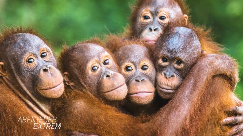 Palmölanbau bedroht Orang Utans auf Borneo Palmölanbau bedroht Orang Utans auf Borneo