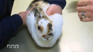 Snuffi trauert nach dem Tod ihres Partners Snuffi trauert nach dem Tod ihres Partners
