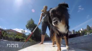 Stand Up Paddling mit dem Hund Stand Up Paddling mit dem Hund