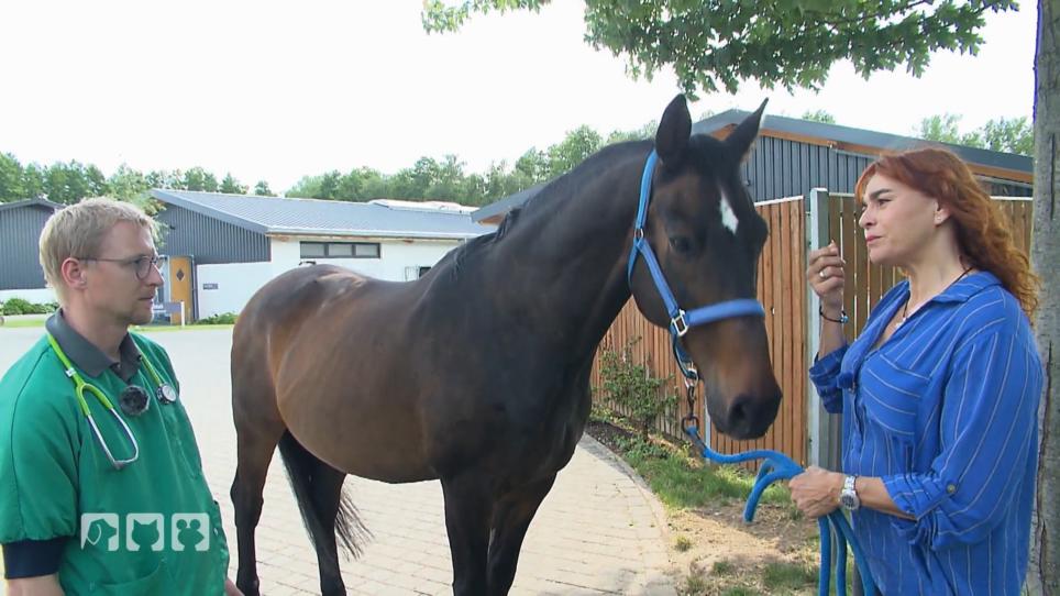 Diana Eichhorns Pferd muss zum Zahnarzt Diana Eichhorns Pferd muss zum Zahnarzt