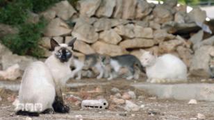 Judith Pein hilft Streunerkatzen in Palma Judith Pein hilft Streunerkatzen in Palma
