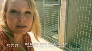 Judith Pein entdeckt Katzen bei den Hunden Judith Pein entdeckt Katzen bei den Hunden
