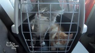 Höllentrip für die Katzenkinder Höllentrip für die Katzenkinder