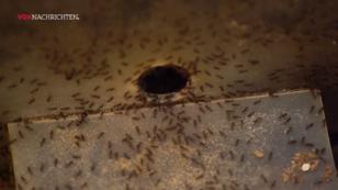 Das große Krabbeln Das große Krabbeln