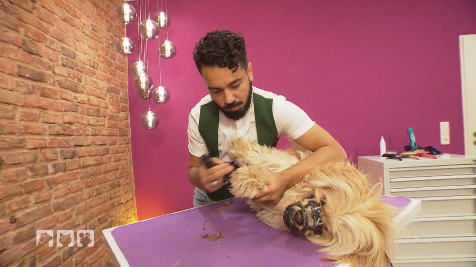 Friseurbesuch mit Maulkorb Friseurbesuch mit Maulkorb