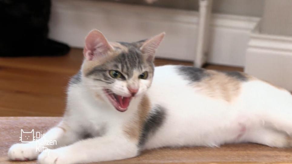 Katzendame Daisy macht es sich nicht leicht Katzendame Daisy macht es sich nicht leicht