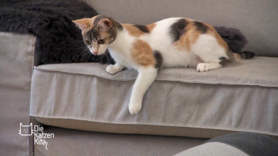 Straßenkatze Daisy muss noch viel lernen Straßenkatze Daisy muss noch viel lernen