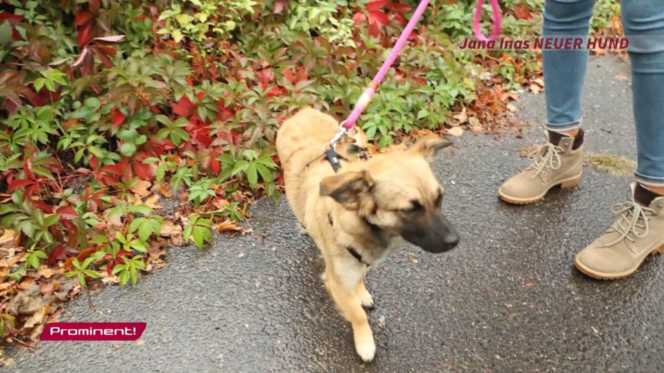 Jana Inas neuer Hund Jana Inas neuer Hund