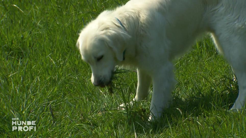 Capper ist ein echter Pflanzenfresser! Capper ist ein echter Pflanzenfresser!