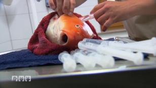 Ein wertvoller Patient muss unters Messer Ein wertvoller Patient muss unters Messer
