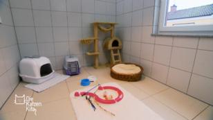 Was kostet eine Katze über ihre gesamte Lebenszeit? Was kostet eine Katze über ihre gesamte Lebenszeit?