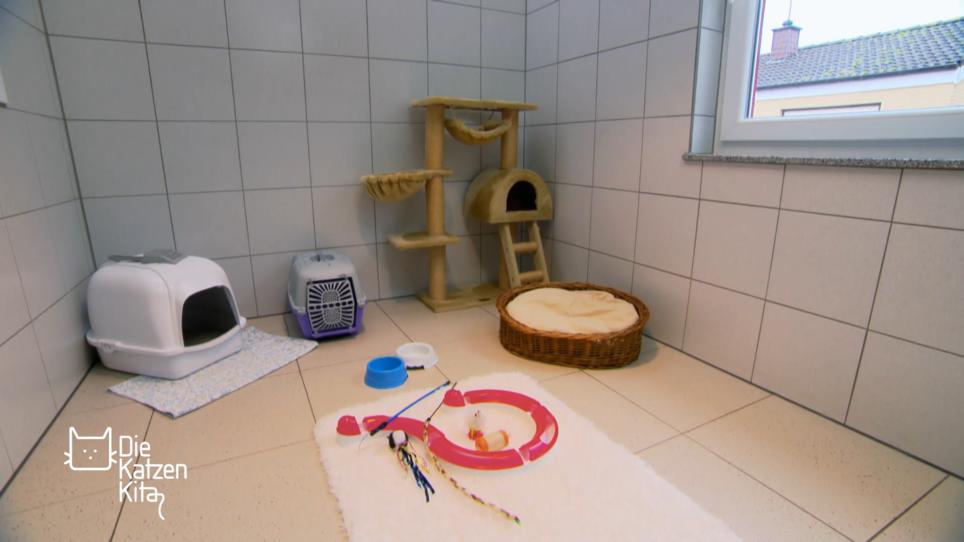 Was kostet eine Katze über ihre gesamte Lebenszeit? Was kostet eine Katze über ihre gesamte Lebenszeit?
