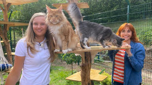 Um die Maine Coon ranken sich viele Mythen Um die Maine Coon ranken sich viele Mythen
