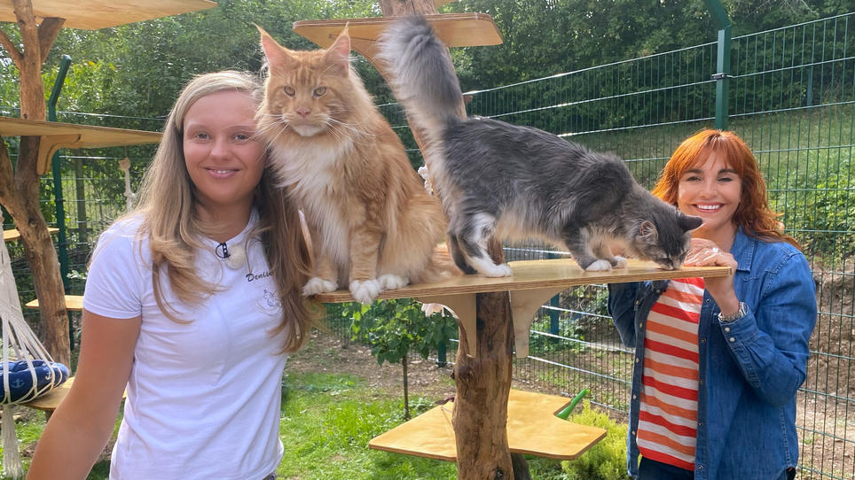 Um die Maine Coon ranken sich viele Mythen Um die Maine Coon ranken sich viele Mythen