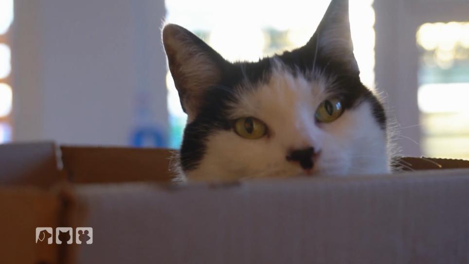 Die fünf verrücktesten Katzenfakten Die fünf verrücktesten Katzenfakten