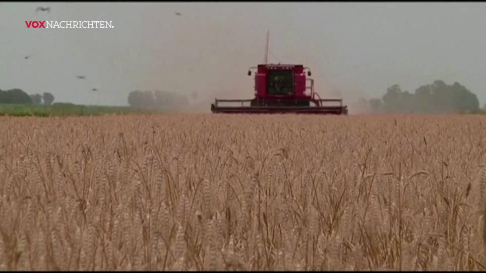Die Pflanze mit dem schlechten Ruf Die Pflanze mit dem schlechten Ruf
