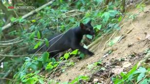 Katzen werden zu Kannibalen Katzen werden zu Kannibalen
